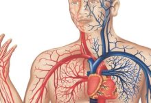 מערכת הלב וכלי הדם