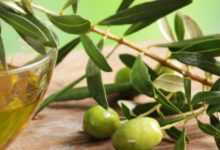 עלי זית - לשלום פנימי