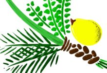 ארבעת המינים ותרומתם למניעה וטיפול במחלות כרוניות