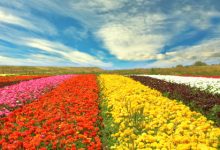 חג האביב ושפע הצבעים