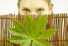 תמצית פרחי באך מספר 13- גורס - אלגומין GORSE