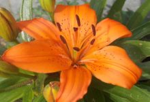 פרחי באך- מבוא והסברים