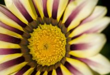 פרחי באך ודיכאון