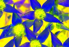 פרחי באך והמודעות העצמית שלנו