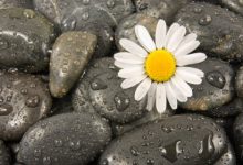 טיפול במצבים נפשיים באמצעות פרחי באך