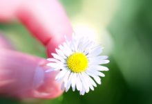 איזון הצ'אקרה רביעית- צ'אקרת הלב- המרכז ההוקי בעזרת פרחי באך