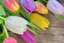 איזון צ'אקרה חמישית - צ'אקרת הגרון - המרכז התירואידי בעזרת פרחי באך