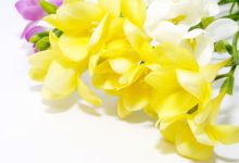 איזון הצ'אקרה שישית - העין השלישית בעזרת פרחי באך