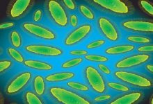 זהירות! פטריית הקנדידה