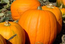 דלעת (cucurbita moschata)