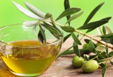 זית (olea europea)