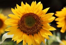 חמניות (helianthus annuus)