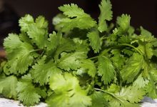 כוסברה / גד השדה (coriandrum sativum)