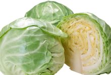 כרוב הגינה (brassica oleracea)