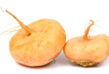 לפת (Brassica campestris)