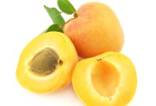 מישמש (prunus armeniaca)