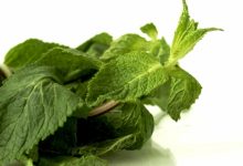 נענע חריפה (Mentha piperita)