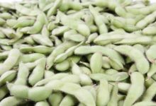 סויה (Glycine max)