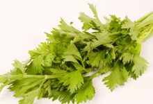 סלרי /כרפס (Apium graveolence)