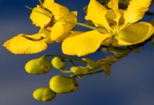 סנה/כסיה מדברית (Cassia senna)