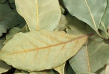 עלי דפנה/ ער אציל (Laurus nobilis)