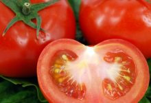 עגבנית הגינה (esculentum lycopersicum)