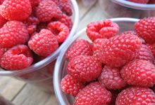 פטל אדום (Rubus idaeus)