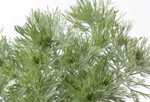 שיבה (לענה שיחנית)