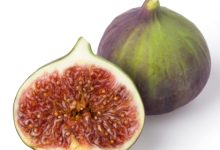 תאנים (ficus carica)