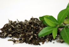 תה ירוק (camellia sinensis)