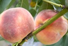 אפרסק מצוי (Prunus persica)