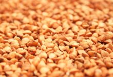 הקוסמת מפולניה – הכוּסֶּמֶת