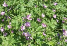 החוביזה - חלמית גדולה