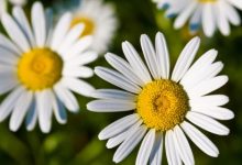 בבונג/קמומיל לטיפול טבעי בגזים ולהרגעה