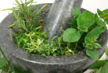 יכולות הריפוי של צמחי מרפא