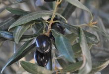 עלי זית והשפעתם על יתר לחץ דם