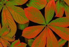 הכרות עם עולם צמחי המרפא