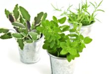 צמחי מרפא ושילובם בחיינו