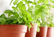 וורבסקום – verbascum