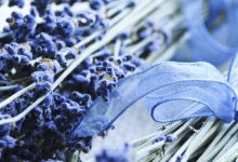 לבנדר – Lavandula Angustifolia - Unfinished