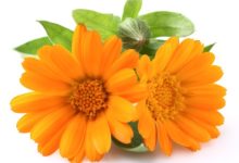 ציפורני חתול - Calendula Officinalis