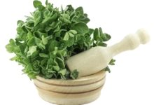 אזוב – Majorana syriacaה Unfinished