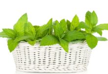 מליסה רפואית