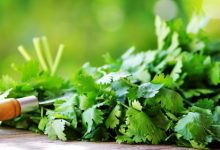 גד השדה - כוסברה