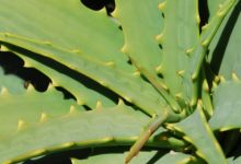 כל מה שרצית לדעת על צמח האלו-ורה