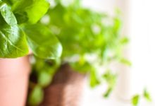 סמבוק הוא צמח מיוחד