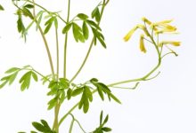 צמח הפיגם - לנוי ומרפא