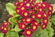 צמחי מרפא – פרימולה