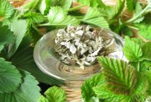 Verbena Officinalis וֶרְבֶּנָה רפואית