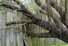 ערבה בוכיה - לטיפול בכאבים ודלקות